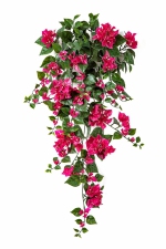 Bougainvillea Hangend Bush 100cm - UV